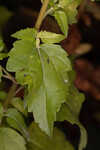 Hammock snakeroot